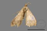 ǦW:Macaria abydata