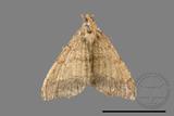 ǦW:Macaria abydata