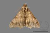 ǦW:Macaria abydata