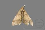 ǦW:Macaria abydata