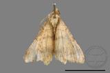 ǦW:Macaria abydata