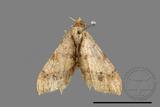 ǦW:Macaria abydata