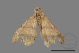 ǦW:Macaria abydata