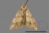 ǦW:Macaria abydata