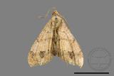 ǦW:Macaria abydata