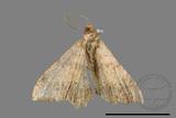 ǦW:Macaria abydata