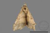 ǦW:Macaria abydata