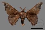 ǦW:Bombyx mandarina formosana