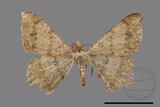 ǦW:Macaria abydata