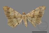 ǦW:Macaria abydata