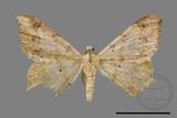 ǦW:Macaria abydata