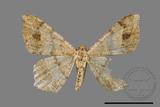 ǦW:Macaria abydata