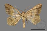 ǦW:Macaria abydata