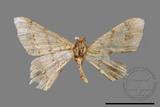 ǦW:Macaria abydata