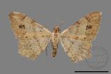 ǦW:Macaria abydata