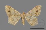 ǦW:Macaria abydata