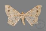 ǦW:Macaria abydata