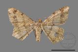 ǦW:Macaria abydata