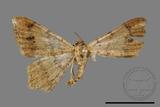 ǦW:Macaria abydata