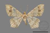 ǦW:Macaria abydata