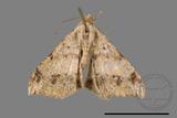 ǦW:Macaria abydata