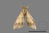 ǦW:Macaria abydata