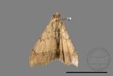 ǦW:Macaria abydata