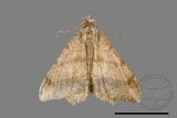 ǦW:Macaria abydata