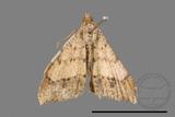 ǦW:Macaria abydata