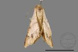 ǦW:Macaria abydata