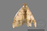 ǦW:Macaria abydata