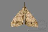 ǦW:Macaria abydata