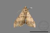 ǦW:Macaria abydata