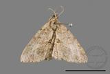 ǦW:Macaria abydata