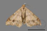 ǦW:Macaria abydata