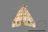 ǦW:Macaria abydata