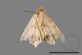 ǦW:Macaria abydata