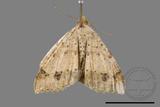 ǦW:Macaria abydata