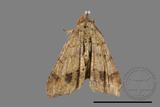 ǦW:Macaria abydata