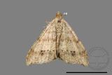 ǦW:Macaria abydata