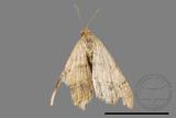 ǦW:Macaria abydata