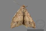 ǦW:Macaria abydata