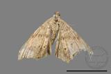 ǦW:Macaria abydata