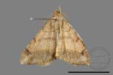 ǦW:Macaria abydata