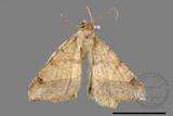 ǦW:Macaria abydata