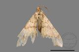 ǦW:Macaria abydata