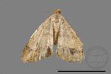 ǦW:Macaria abydata