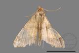 ǦW:Macaria abydata