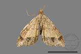 ǦW:Macaria abydata