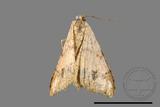 ǦW:Macaria abydata